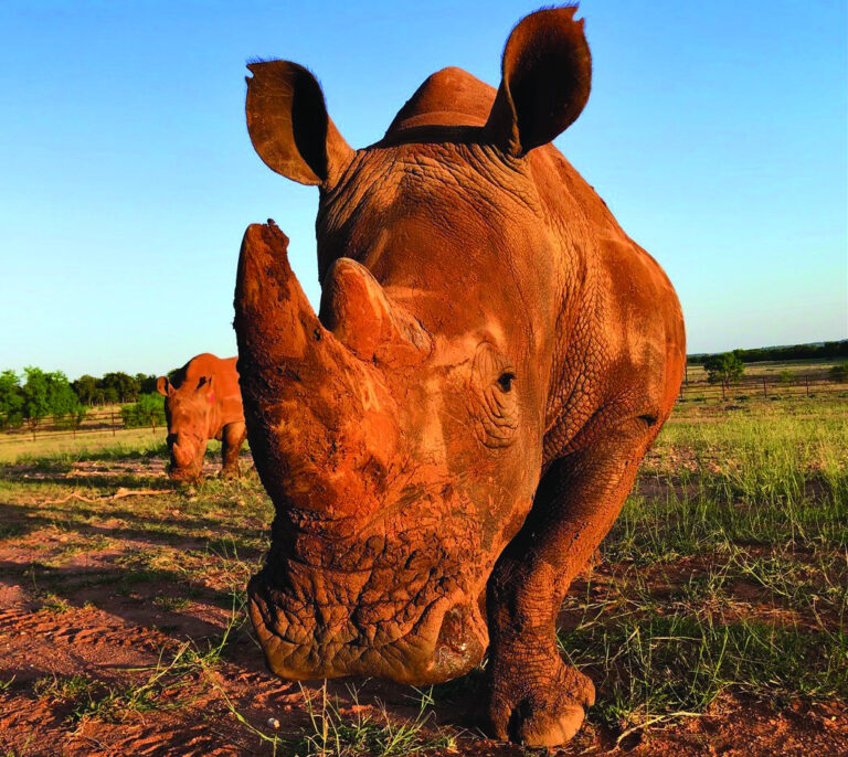 Zoning board rules mural can stay Fredericksburg Standard