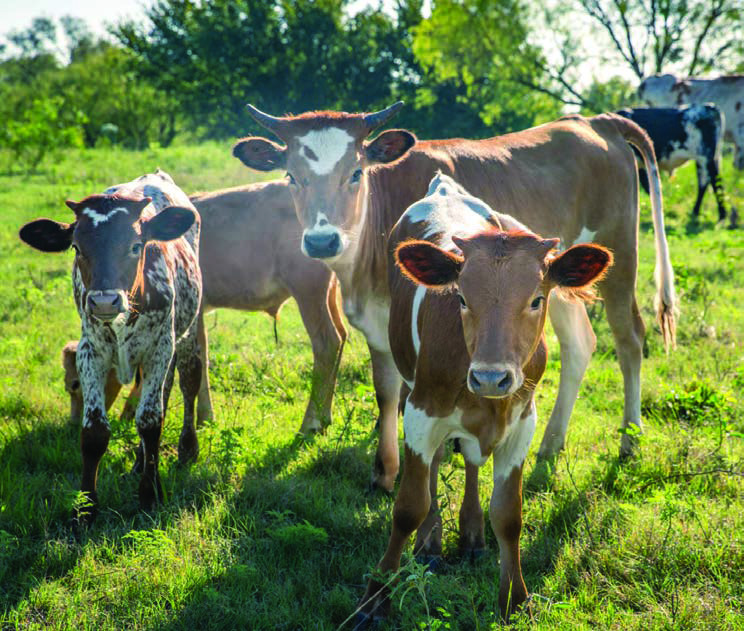 Museum to hoof through Texas history