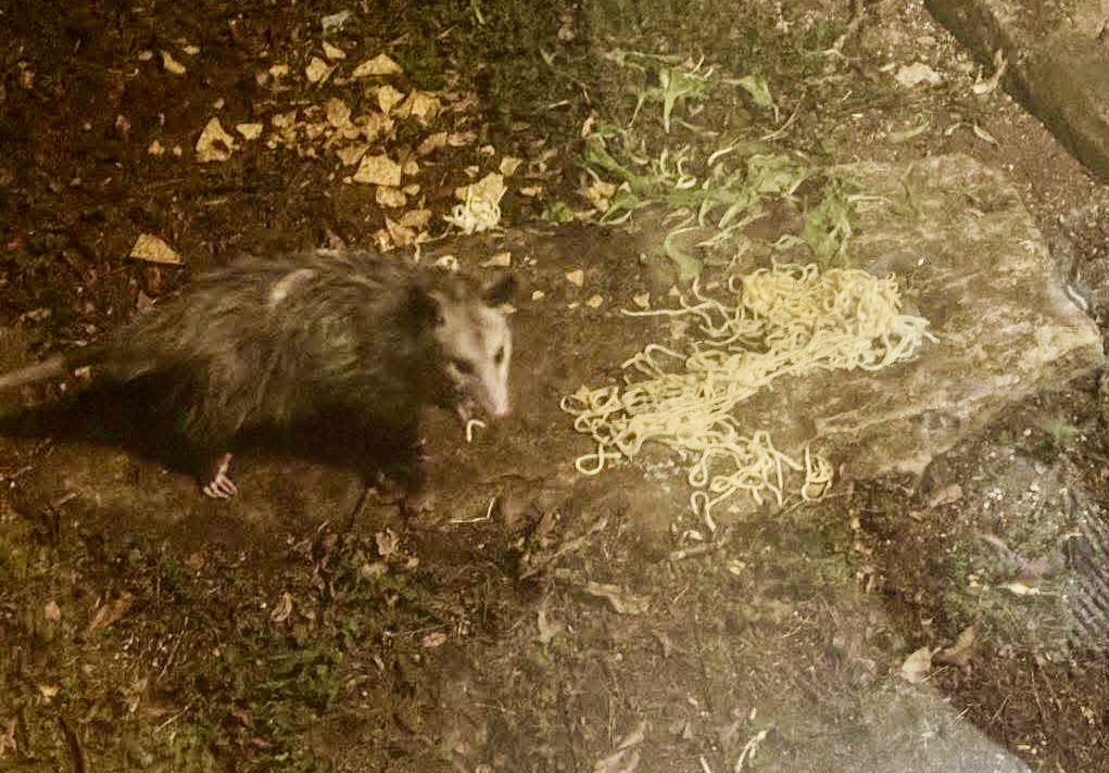 Fettucine food fight includes an opossum