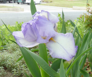 Irises aren’t throw away flowers