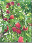 Peach season is looking sparse after warm winter
